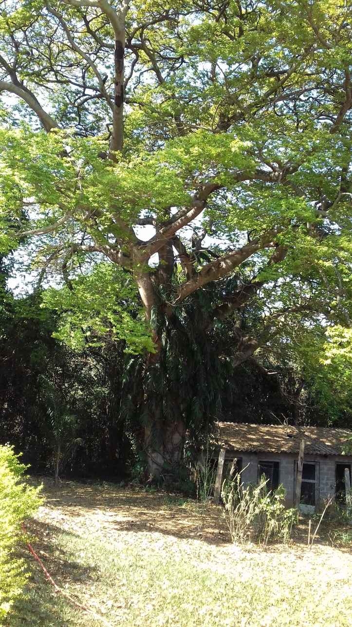 Fazenda à venda com 4 quartos, 170m² - Foto 15