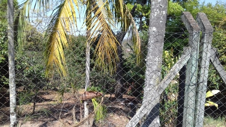 Fazenda à venda com 4 quartos, 170m² - Foto 54